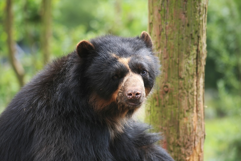 Spectacled Bears