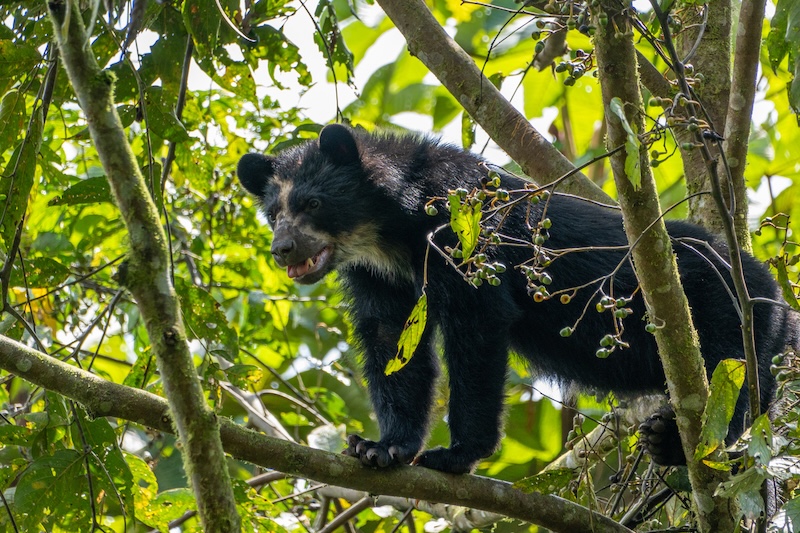 Spectacled Bears