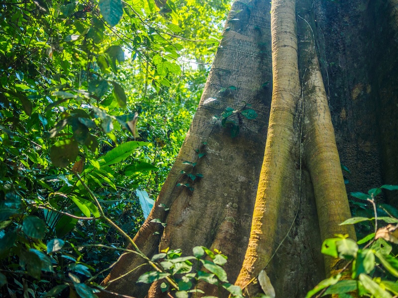 Strangler Fig