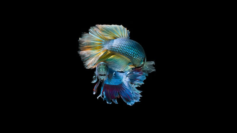Diverse Amazon Rainforest Fish Species