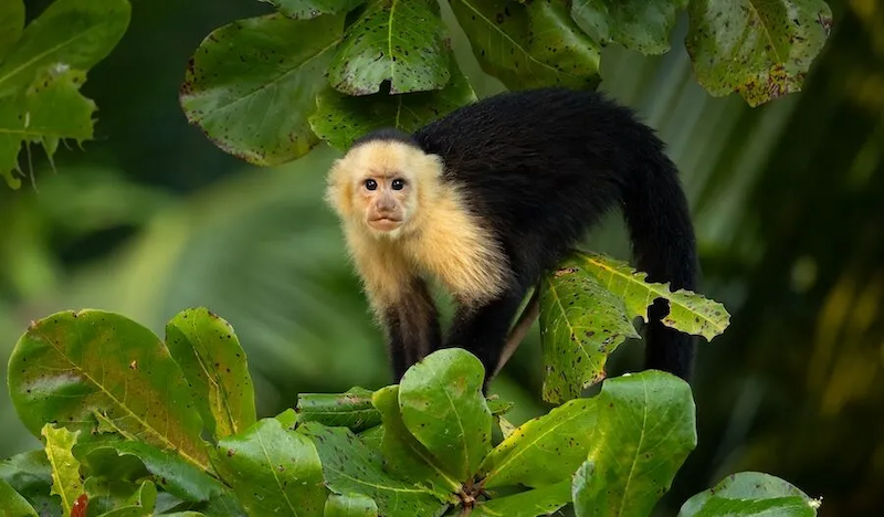 Capuchin Monkey
