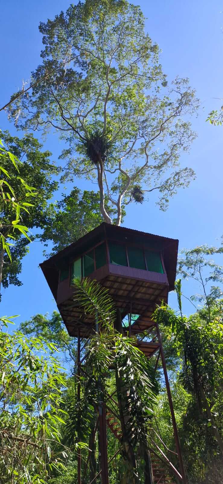 Tree House Jungle