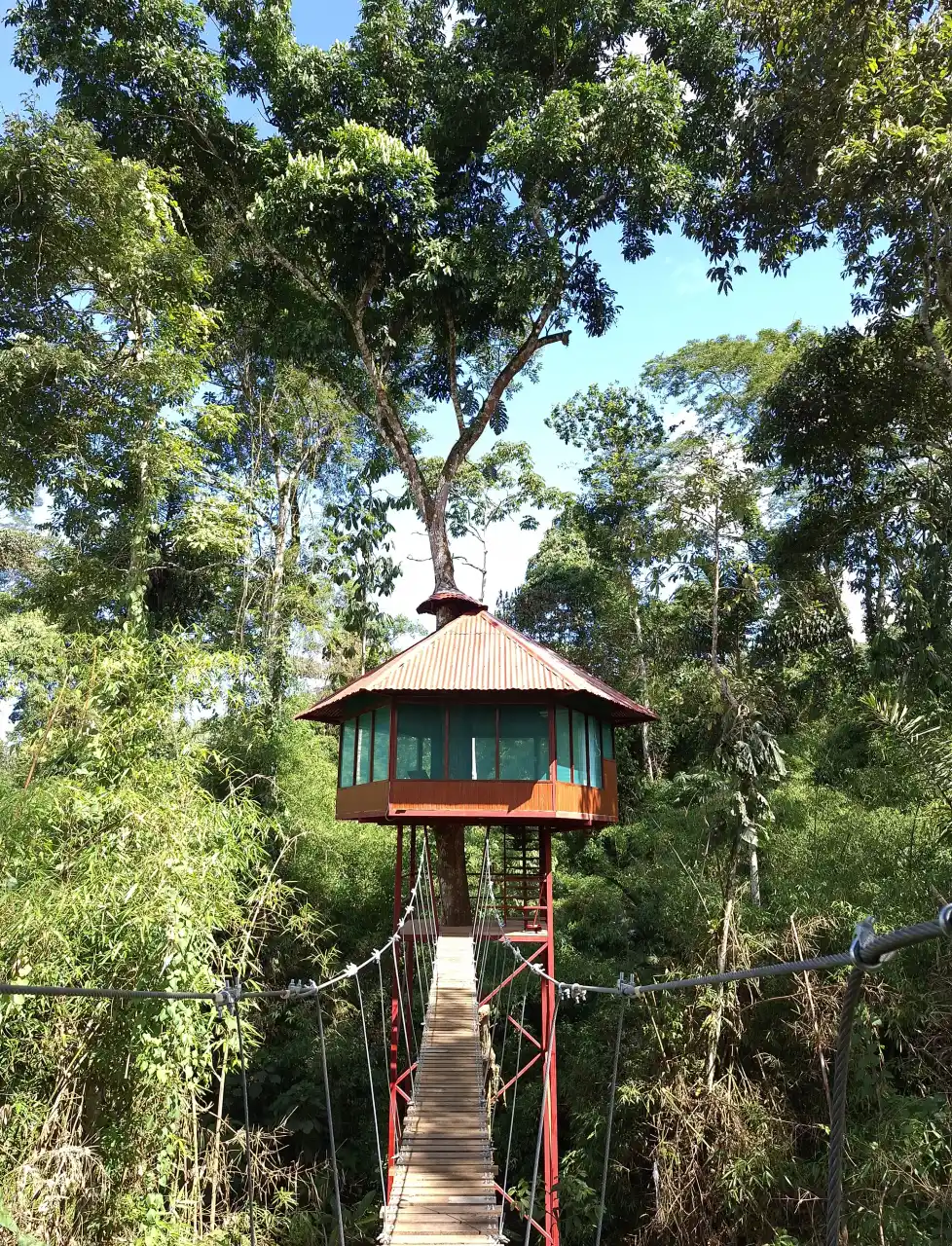 Tree House Jungle