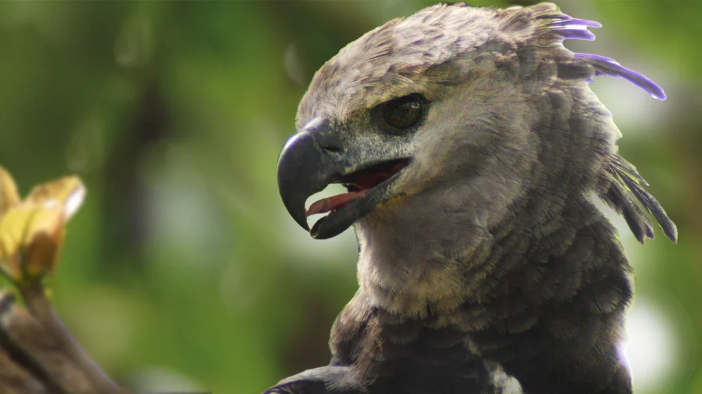 Harpy Eagle