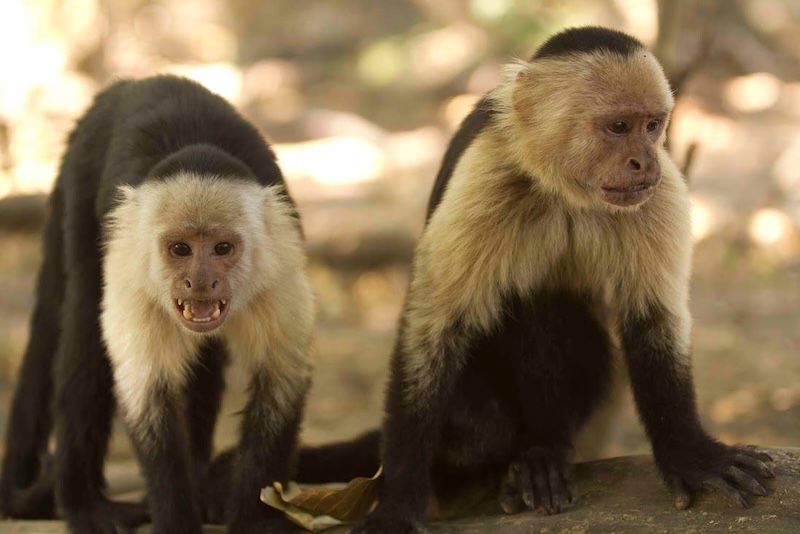 Capuchin Monkey