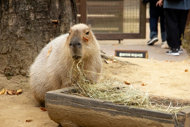 Capybaras