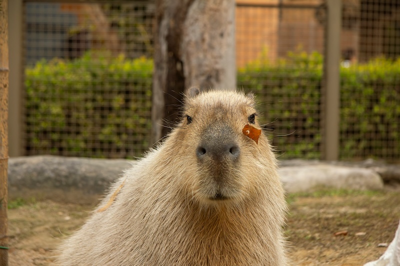 Capybaras