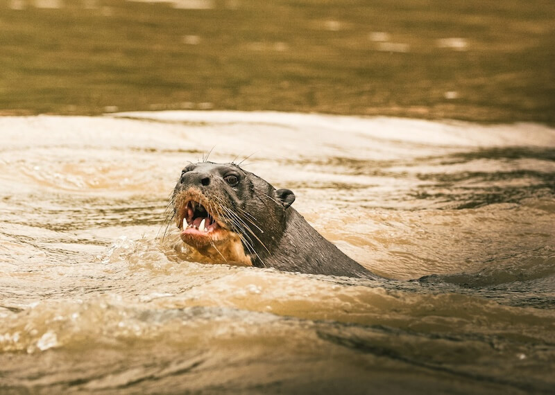 Wildlife and Ecosystems of Amazon Rivers