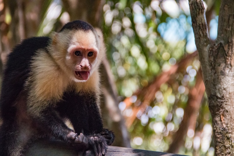Capuchin Monkey