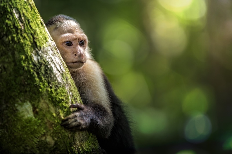Capuchin Monkey