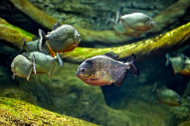 5 parasitic relationships in the amazon rainforest, Amazon Rainforest Fish Species, Challenges Faced by Amazon in Peru