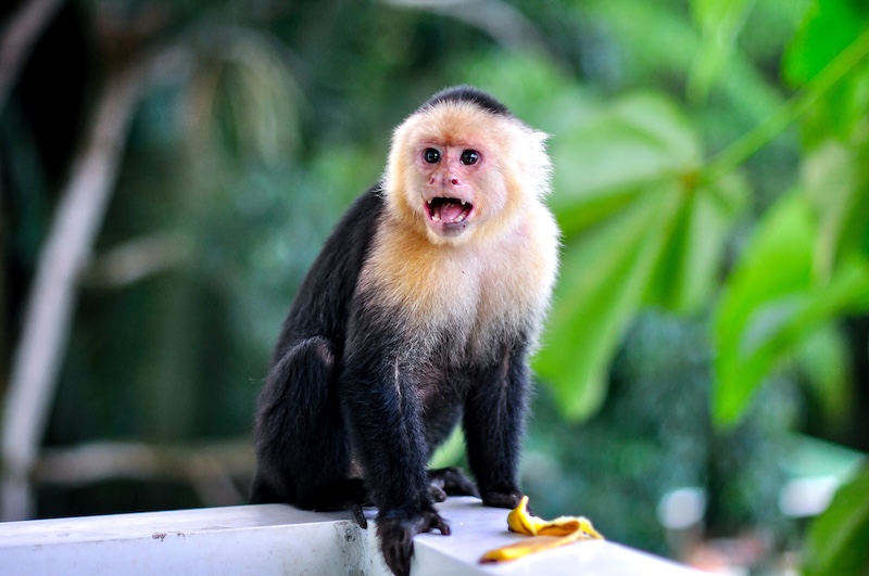 Capuchin Monkey