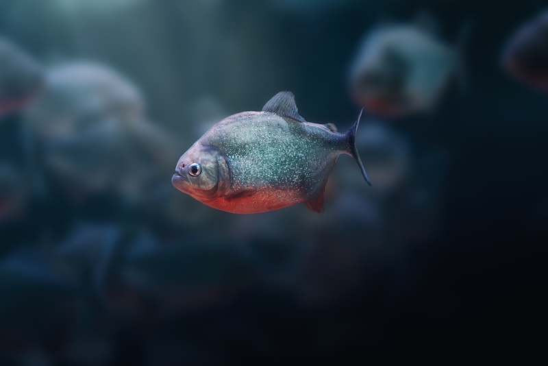 Red-bellied Piranha (Pygocentrus nattereri) - Carnivore freshwater fish