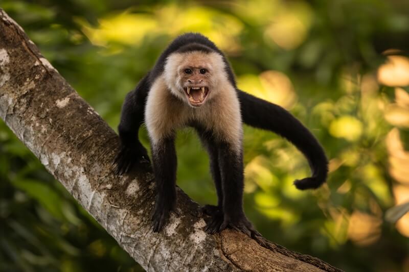 Capuchin Monke