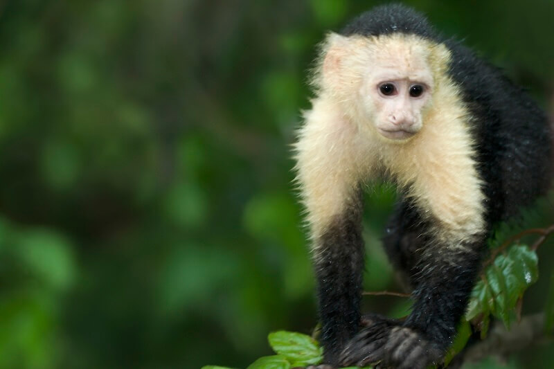 Capuchin Monkey