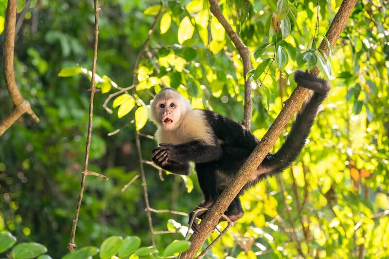 Capuchin Monkey