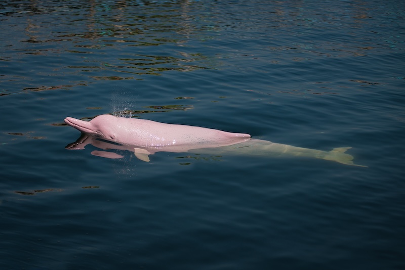 In the heart of the Amazon, a unique creature thrives. The Pink River Dolphin is also known as boto. They are fascinating species that calls the murky waters of South America home. A Pink River Dolphin in the Amazon River These dolphins are not just known for their striking pink hue. They also boast remarkable adaptations that allow them to navigate and hunt in their challenging environment. In this article, we'll dive into ten captivating facts about these aquatic marvels. Join us as we explore their world, from their intriguing behaviors to the vital role they play in their ecosystem. Here are 10 Pink Dolphin Facts: 1. Unique Species Classification The Pink River Dolphin, scientifically known as Inia geoffrensis, is a standout among dolphin species. Unlike their marine counterparts, these dolphins inhabit freshwater environments, specifically the Amazon and Orinoco river basins. Their unique classification extends to their physical characteristics as well. Pink River Dolphins have a round forehead, a long body, and a long snout. They have up to 140 teeth. These features show how dolphins can adapt over time. 2. Habitat and Distribution Pink River Dolphins are native to South America. They inhabit the murky waters of the Amazon and Orinoco river basins. These river systems provide a rich, biodiverse environment, making it an ideal habitat for these unique creatures. Pink River Dolphin in its natural habitat Their distribution is largely influenced by the seasonal flooding of the Amazon rainforest. During the wet season, Pink River Dolphins navigate through the flooded forest. Their unfused neck vertebrae allows them to maneuver around obstacles with ease. 3. Colorful Changes with Age One of the most striking features of Pink River Dolphins is their unique coloration. When young, these dolphins sport a grayish hue, which gradually transforms into a vibrant pink as they mature. The intensity of their pink color can vary, often becoming more vibrant when the dolphins are excited. This is due to increased blood flow, making these dolphins a captivating sight in the murky waters of their habitat. 4. Unmatched Flexibility in the Animal Kingdom Pink River Dolphins possess a unique anatomical feature not seen in other dolphin species. Their neck vertebrae are unfused, allowing them to turn their heads 180 degrees. This remarkable flexibility aids them in navigating through the flooded forests during the wet season. It's a testament to their adaptability, enabling them to thrive in the complex riverine environment of the Amazon. 5. Size and Diet of the Amazonian Giant Pink River Dolphins are the largest species of river dolphins. Males, larger than females, can grow up to 2.5 meters in length and weigh up to 185 kilograms. Their diet is as impressive as their size. They feed on a variety of prey, including fish, crabs, and even small turtles. This diverse diet reflects the rich biodiversity of their Amazonian habitat. 6. Social Behavior and Reproduction Pink River Dolphins are known for their solitary nature. They are often seen alone or in small groups, navigating the vast river systems of the Amazon. Their breeding season aligns with the peak of the flood season. Females give birth to a single calf every two to three years, after a gestation period of about 11 months. This slow reproduction rate makes recovery from population declines a significant challenge. 7. Echolocation and Sensory Adaptations Despite their poor eyesight, Pink River Dolphins have adapted to their murky habitat. They use echolocation to navigate and hunt, sending out sound waves that bounce off objects and return to them. Their hearing is excellent, and their brain capacity is 40% larger than that of humans. Their smart thinking and complex sounds make them one of the most interesting species in the Amazon. 8. Cultural Significance and Mythology Pink River Dolphins hold a special place in Amazonian folklore. They are often protected by local myths and are seen as magical creatures in many indigenous cultures. These dolphins are also a symbol of the Amazon's rich biodiversity. Their presence in the river systems is a testament to the health and diversity of the aquatic environment. This makes them an iconic species of the region. 9. Conservation Status and Threats Pink River Dolphins face numerous threats, including habitat destruction, pollution, and accidental capture in fishing nets. These factors have led to a decline in their population. This has earnined them a "vulnerable" status on the IUCN Red List of Threatened Species. Efforts are underway to protect these unique creatures and their habitat. Conservationists, researchers, and local communities are working together to mitigate human-induced threats and promote sustainable practices. Even with these efforts, enforcement is still hard. The survival of Pink River Dolphins is still at risk. 10. The Role of Ecotourism and Research Ecotourism plays a vital role in the conservation of Pink River Dolphins. Dolphin-watching tours in the Amazon, when conducted responsibly, offer income to local communities. They also highlight the significance of these animals and their surroundings. Sustainable tourism practices are encouraged to minimize the impact on their natural environment. Pink River Dolphin in the wild Research on Pink River Dolphins also contributes significantly to our understanding of freshwater ecosystems. Scientists use photo-identification and other methods to study and monitor dolphin populations, aiding in their conservation efforts. In summary, the pink river dolphin is one of the Amazon’s most enchanting and mysterious creatures. From their distinctive pink hue and flexible necks to their remarkable echolocation skills, these dolphins are full of surprises. The pink river dolphins in the Amazon are interesting to watch. They behave playfully and have special traits for their muddy home. The pink river dolphin fun facts serve as a testament to the immense diversity and marvel the Amazon river embodies. So, dive deeper into the world of the Amazon and get to know these friendly and fascinating river residents! 
