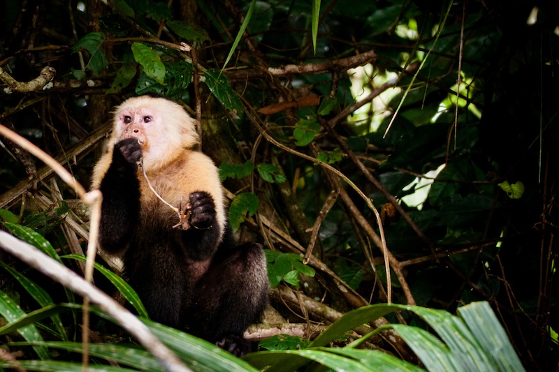Capuchin Monkey