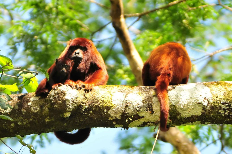 Manu Peru: A Guide to Eco-Tourism
