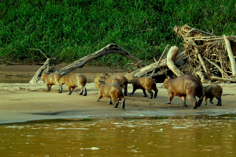 Manu Peru: A Guide to Eco-Tourism