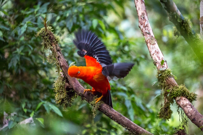 Manu Peru: A Guide to Eco-Tourism