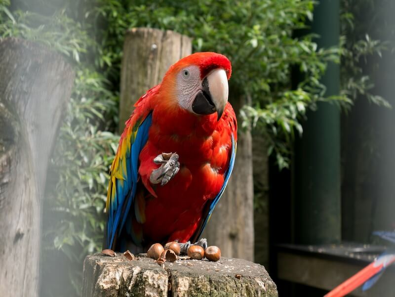 Manu National Park