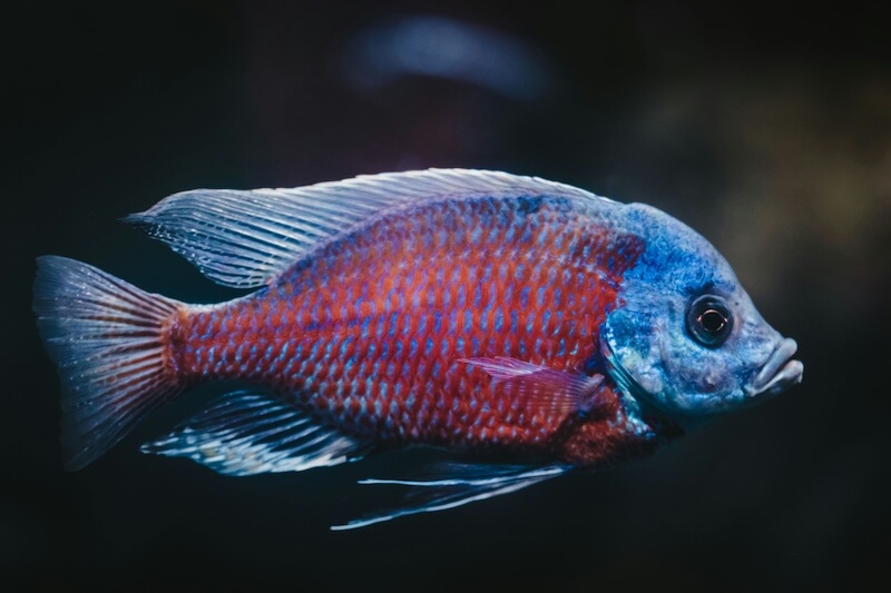 Diverse Amazon Rainforest Fish Species