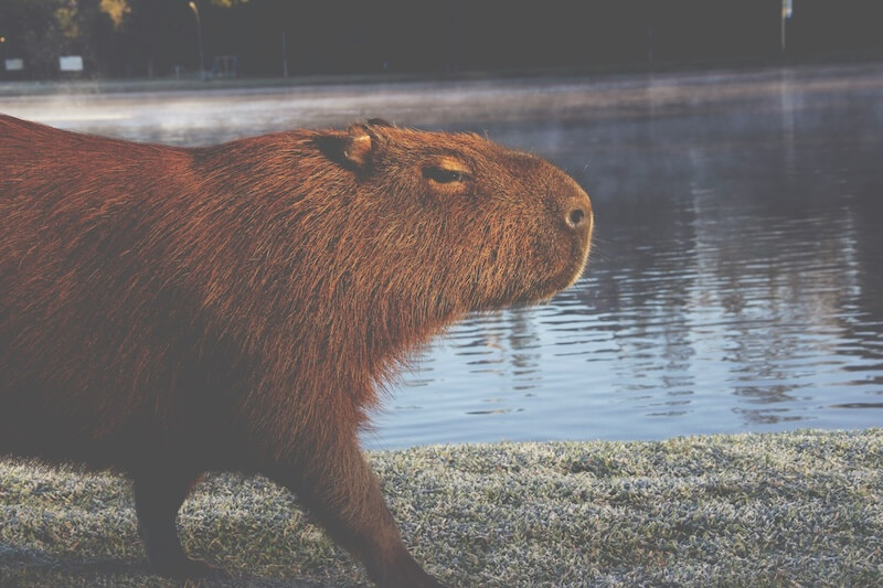 Capybaras
