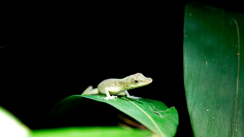Nocturnal Wildlife Tour Amazon, Amazon Rainforest Animals