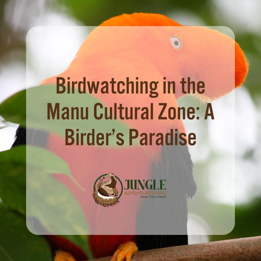 Birdwatching in the Manu Cultural Zone: A Birder’s Paradise