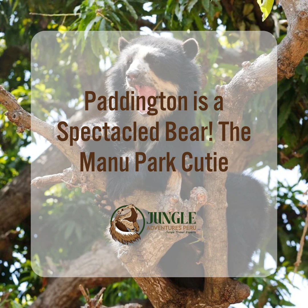 Paddington is a Spectacled Bear! The Manu Park Cutie