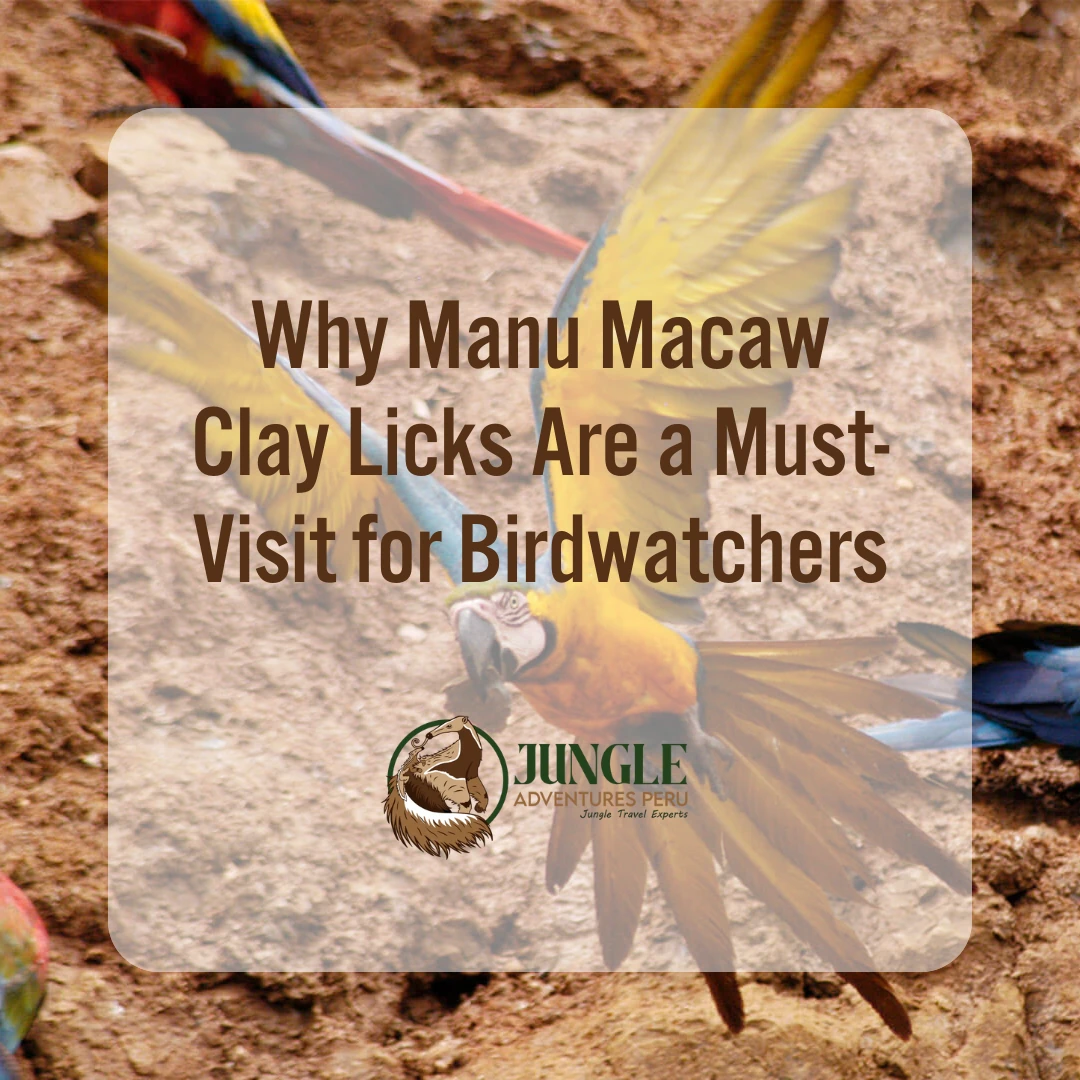 Why Manu Macaw Clay Licks Are a Must-Visit for Birdwatchers