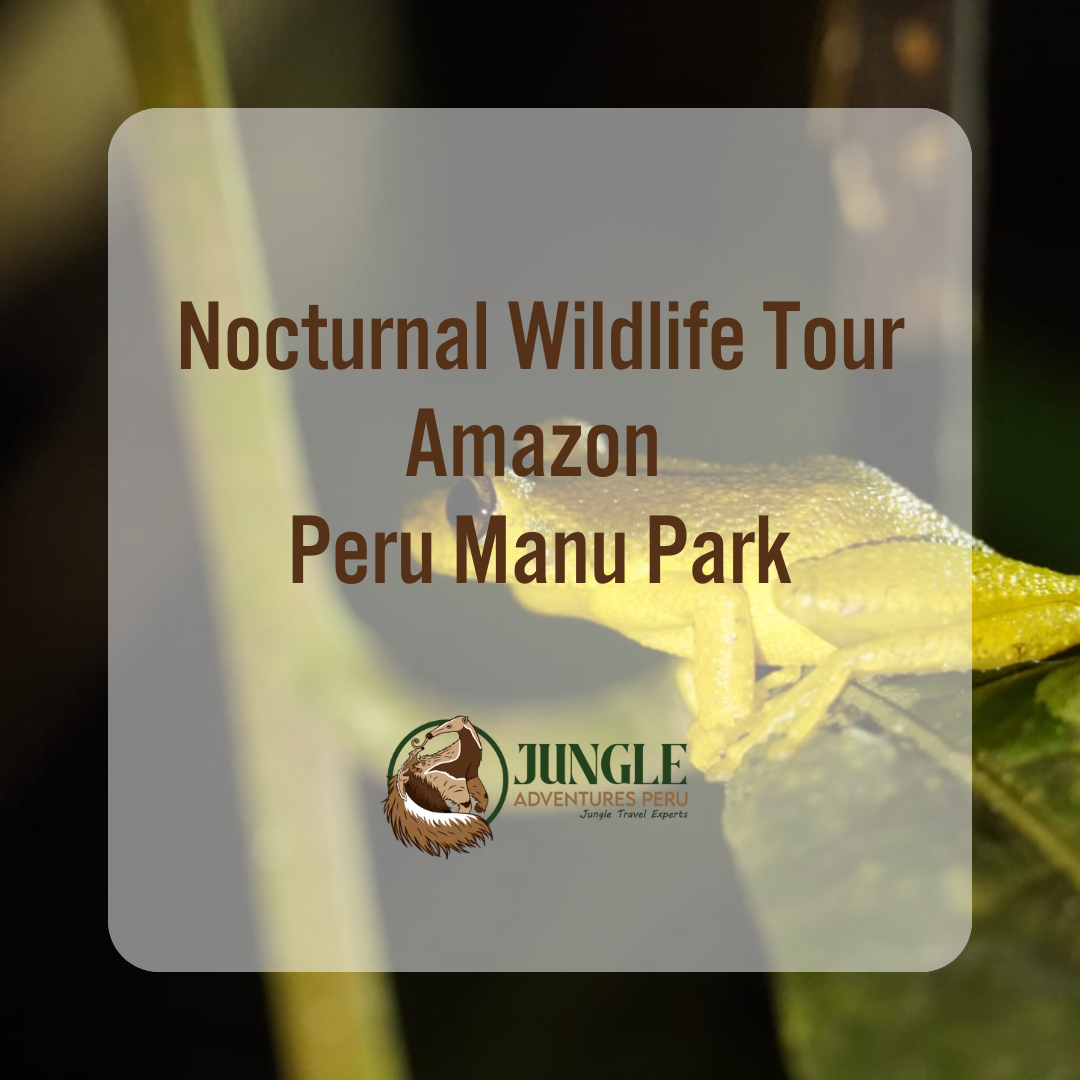 Nocturnal Wildlife Tour Amazon Peru Manu Park