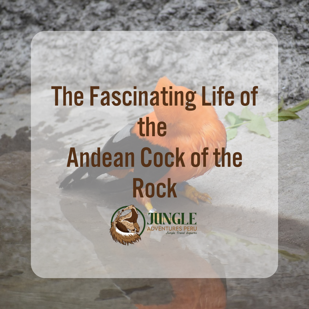 The Fascinating Life of the Andean Cock of the Rock