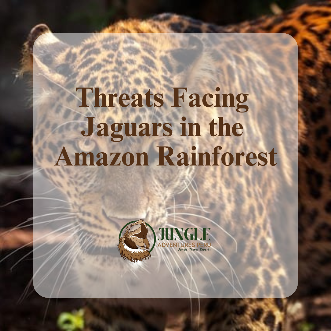 Threats Facing Jaguars in the Amazon Rainforest