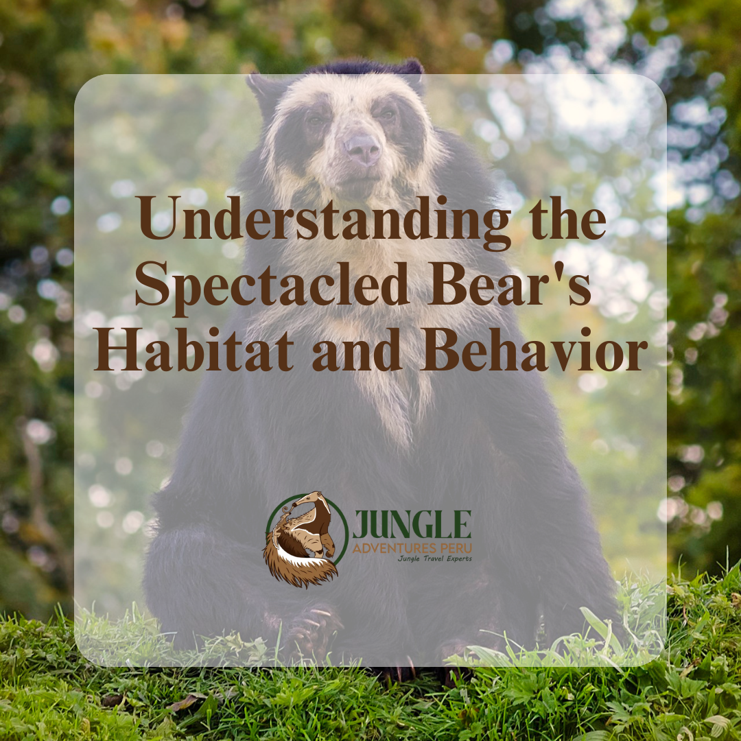 Spectacled Bear
