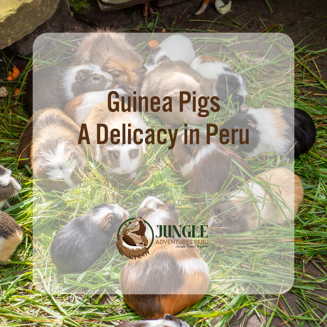 Guinea Pigs: A Delicacy in Peru