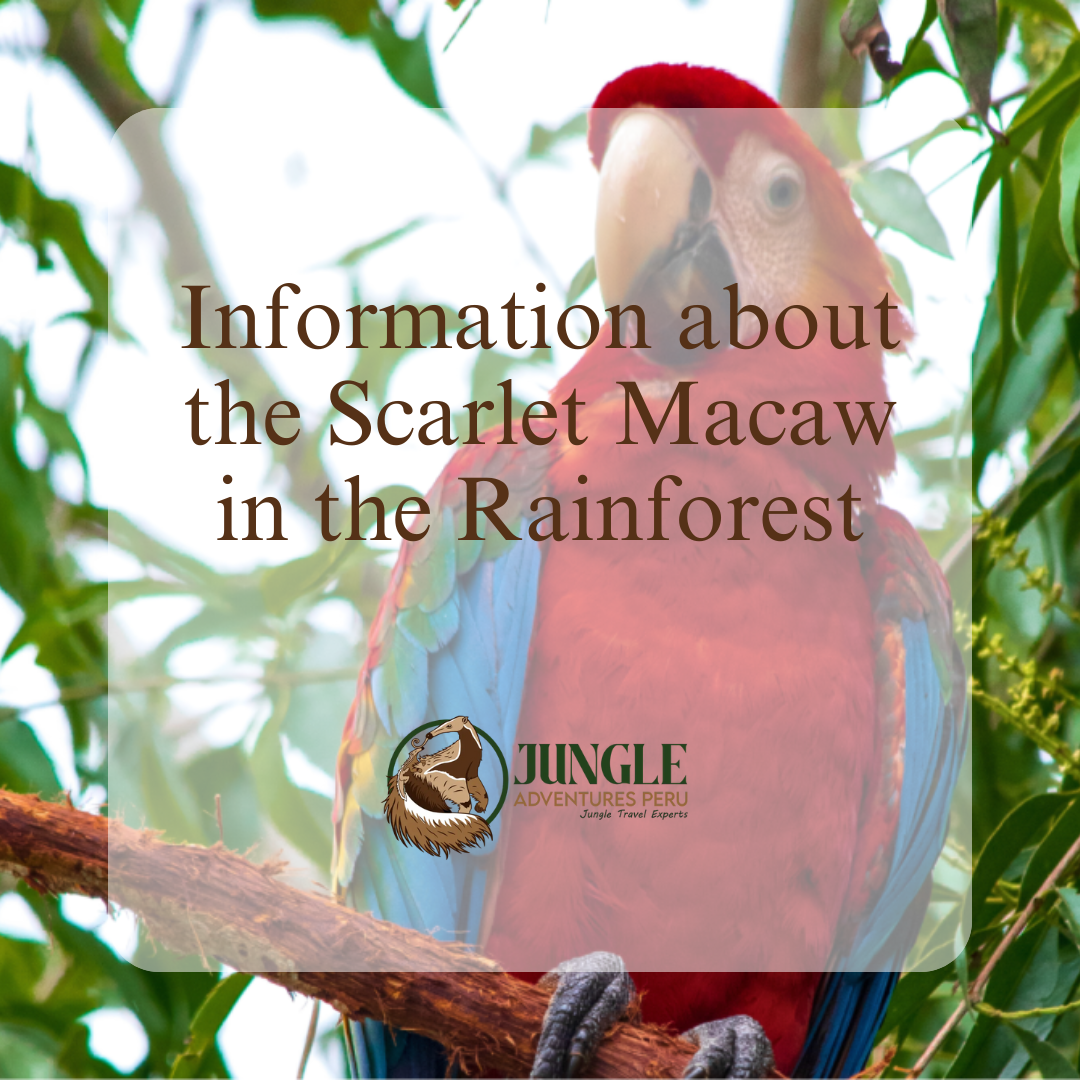 Information about the Scarlet Macaw in the Rainforest