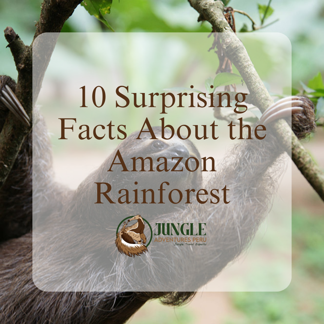 Amazon Rainforest