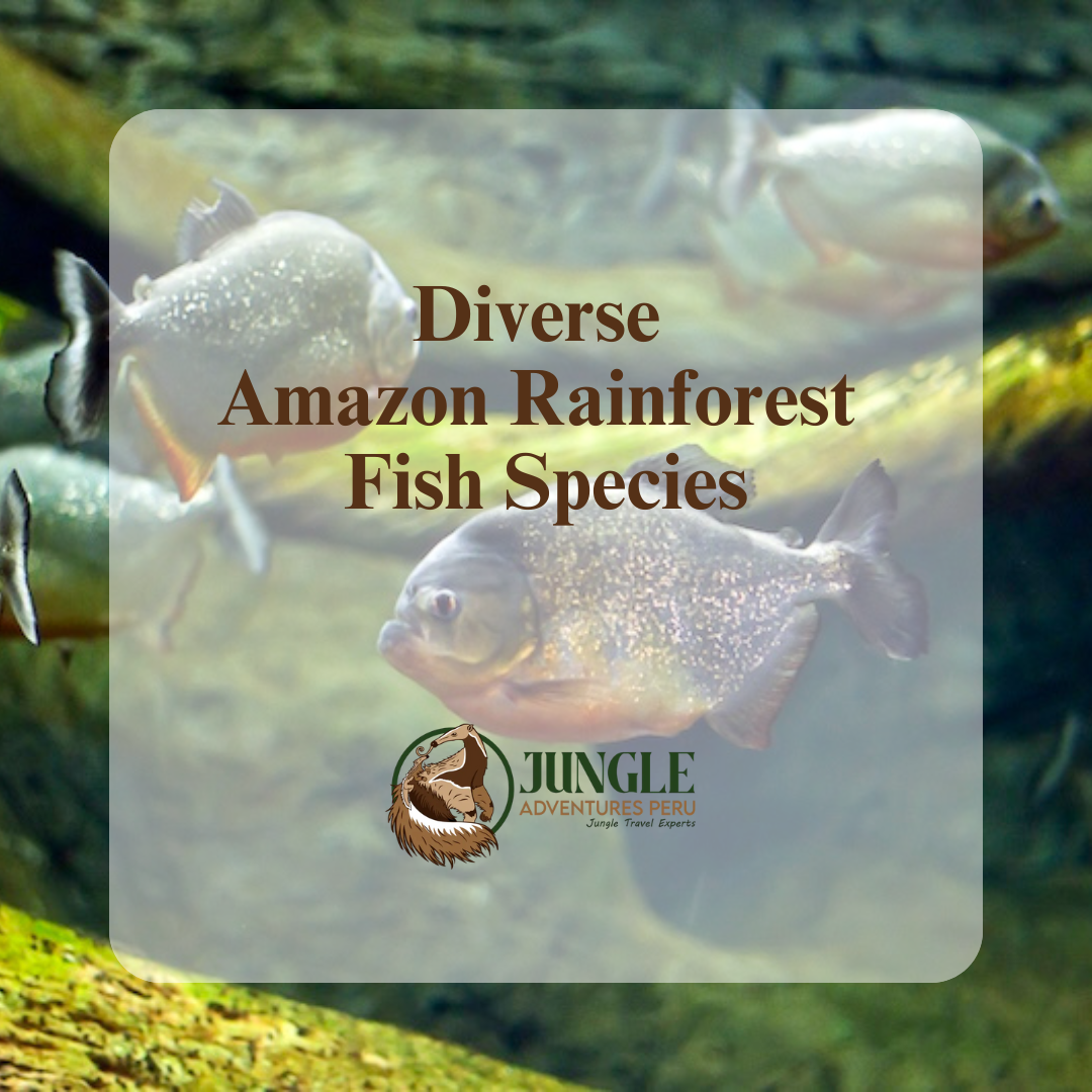 Diverse Amazon Rainforest Fish Species