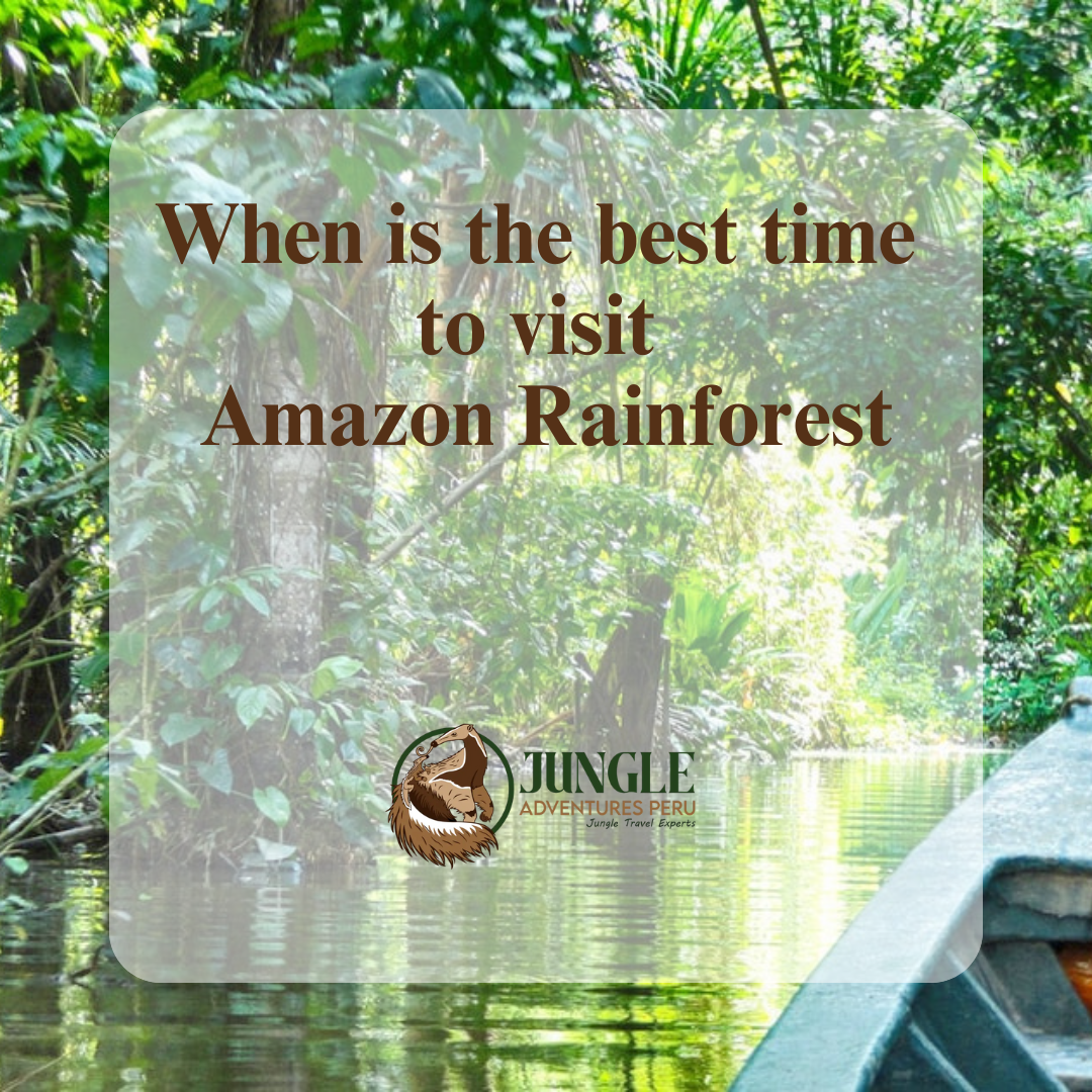 When is the best time to visit Amazon Rainforest